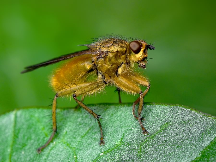 Scathophaga stercoraria (Linnaeus, 1758)